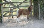 Uniek AMHA/nmprs minipaard aangeboden, Dieren en Toebehoren, Gechipt, Niet van toepassing, 0 tot 2 jaar, Hengst