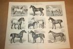 Antieke prent - Paarden rassen - Circa 1885 !!, Verzamelen, Ophalen of Verzenden, Voor 1940, Gebruikt