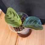 maranta noid stek nr 31, Huis en Inrichting, Kamerplanten, Ophalen of Verzenden, Halfschaduw, Minder dan 100 cm