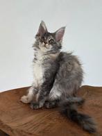 Prachtige maine coon kittens, Dieren en Toebehoren, Meerdere dieren, Ontwormd
