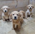 Labrador pups blond, Dieren en Toebehoren, Honden | Retrievers, Spaniëls en Waterhonden, CDV (hondenziekte), Meerdere, 8 tot 15 weken