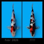 HQ showa Dainchi Toyota tosai heeschkoi japanse koi special, Karper of Koi