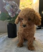 Leuke speelse havapoo pups te koop., Dieren en Toebehoren, Honden | Chihuahua's en Gezelschapshonden, Poedel, CDV (hondenziekte)