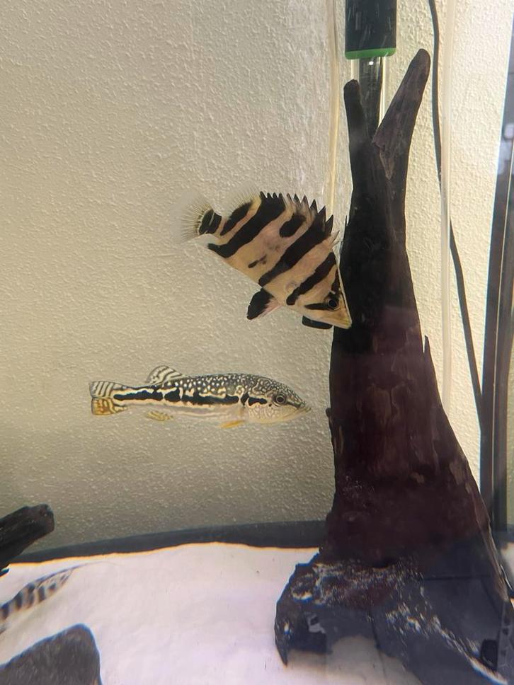Datnioides tijgerbaars, Dieren en Toebehoren, Vissen | Aquariumvissen, Zoetwatervis, Vis, Schoolvis