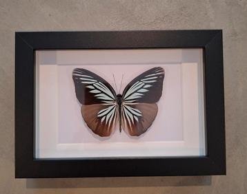 Geprepareerde vlinders en kevers in 3D lijst. beschikbaar voor biedingen
