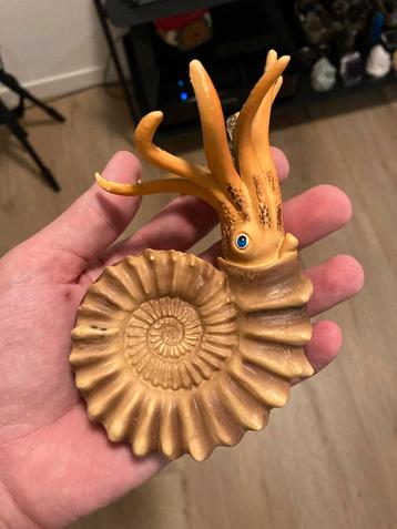 Ammoniet met Inktvis achtige beschikbaar voor biedingen