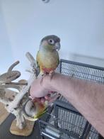 Koppel super tamme pyrrhura, Meerdere dieren, Parkiet