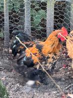 Cochin haantje van juni 2025, Dieren en Toebehoren, Pluimvee, Mannelijk, Kip