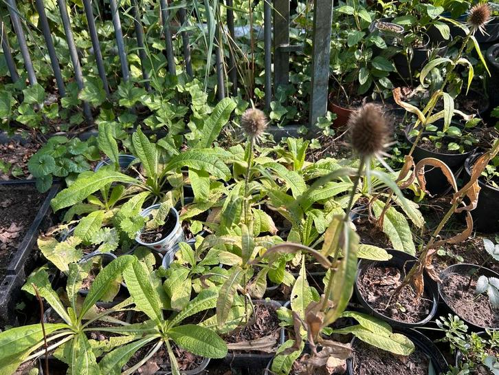 Diverse tuinplanten, Tuin en Terras, Planten | Tuinplanten, Vaste plant, Overige soorten, Volle zon, Zomer, Ophalen of Verzenden
