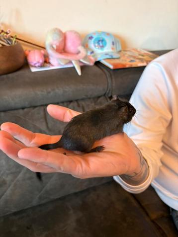 Gerbil vrouw  beschikbaar voor biedingen