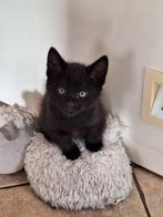 Lieve speelse kittens zoeken goed tehuis, Meerdere dieren