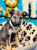 4 prachtige pupjes  Bella Walda en Dixie en Woody wachten, Particulier, Rabiës (hondsdolheid), 15 weken tot 1 jaar, Buitenland