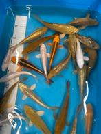 Mooie chagois en platinum ginrin koi, Dieren en Toebehoren, Vissen | Vijvervissen, Karper of Koi
