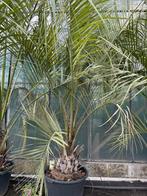 Winterharde blauw palm butia capitata 200 cm hoog sram 30 cm, Ophalen, Zomer, Overige soorten, Volle zon