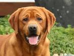 Labrador dek reuen met stamboom in blond,bruin,zwart,fox red, Nederland, Rabiës (hondsdolheid), Reu, Meerdere