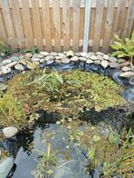 Gratis drijfplanten voor vijver, Tuin en Terras, Vijvers, Ophalen, Zo goed als nieuw