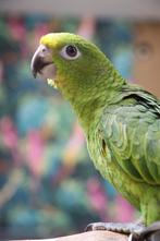 Jonge Baby Geel voorhoofd Amazones | Handtam | Nieuwsgierig, Dieren en Toebehoren, Meerdere dieren, Papegaai, Pratend