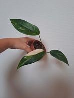 Epipremnum pinnatum Albo Variegata, Huis en Inrichting, Kamerplanten, Ophalen of Verzenden, Halfschaduw, Minder dan 100 cm