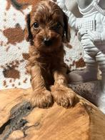 Maltipoo Mini 🐶 X Toy Poedel 🐩, Poedel, Parvo, Meerdere, Meerdere dieren