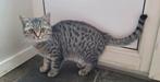 Britse korthaar kater, Dieren en Toebehoren, Katten en Kittens | Raskatten | Korthaar, Kater, Gechipt, 0 tot 2 jaar