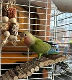 Agapornis roseicollis man, Dieren en Toebehoren, Vogels | Parkieten en Papegaaien, Mannelijk, Dwergpapegaai of Agapornis