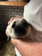 Cavia, Cavia, Vrouwelijk, November, Tam