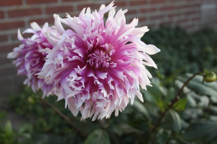 Dahlia Table Dancer, Tuin en Terras, Bloembollen en Zaden, Knol, Volle zon, Ophalen of Verzenden