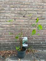 Kleinblijvende Moerbei - Morus Rotundiloba 'Mojo Berry', Ophalen, Volle zon, Vaste plant, Zomer