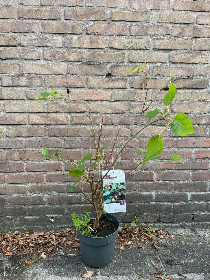 Kleinblijvende Moerbei - Morus Rotundiloba 'Mojo Berry', Tuin en Terras, Planten | Tuinplanten, Vaste plant, Fruitplanten, Volle zon