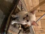supermooie (ook snow) bengaal kittens, Dieren en Toebehoren, Meerdere dieren