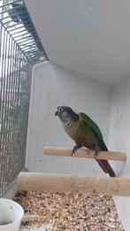 Een mooie kweek man 2024 met DNA