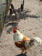 Barnevelder haan en 3 hennen dubbel gezoomd, Meerdere dieren, Kip