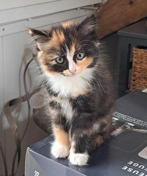 Prachtige kitten/kittens Ragdoll enlanghaar, Dieren en Toebehoren, Katten en Kittens | Raskatten | Langhaar, Meerdere dieren, 0 tot 2 jaar