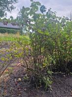 Rode kruisbes struiken, Tuin en Terras, Planten | Fruitbomen, Ophalen, Minder dan 100 cm, Overige soorten