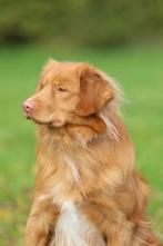 Toller x Australian Shepherd pups, CDV (hondenziekte), Overige rassen, 8 tot 15 weken, Meerdere