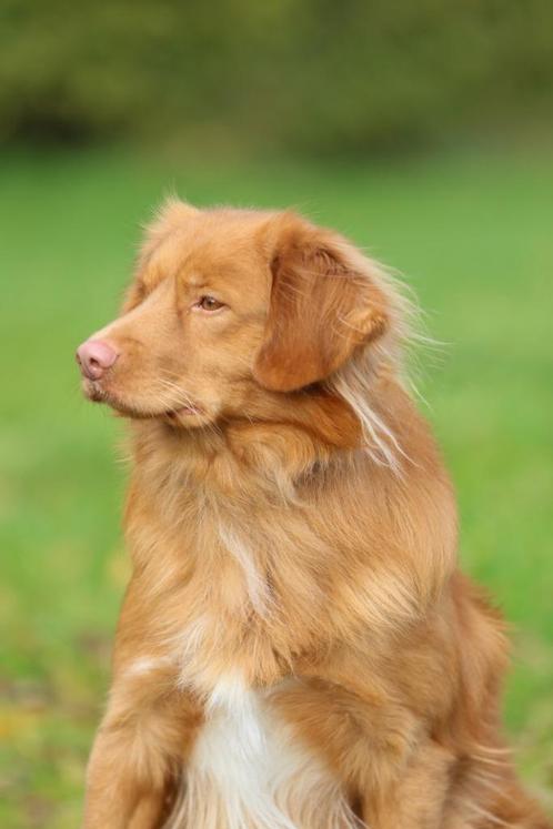 Toller x Australian Shepherd pups, Dieren en Toebehoren, Honden | Retrievers, Spaniëls en Waterhonden, Meerdere dieren, Overige rassen