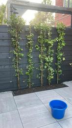 Toscaanse Jasmijn klimop, 2m hoogte, Tuin en Terras, Planten | Struiken en Hagen, Ophalen, Overige soorten, 100 tot 250 cm