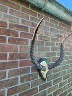 Impala hoorns op schild, Ophalen of Verzenden, Zo goed als nieuw, Overige soorten