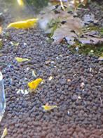 Yellow backline garnalen, Kreeft, Krab of Garnaal