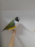 Gould amadinne, Meerdere dieren, Geringd