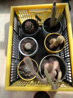 Cactus, Ophalen of Verzenden