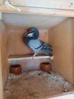 Holle kropper blauwbont, Mannelijk, Tropenvogel