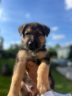 Duitse herder rechte rug, Reu, CDV (hondenziekte), 8 tot 15 weken, Eén hond