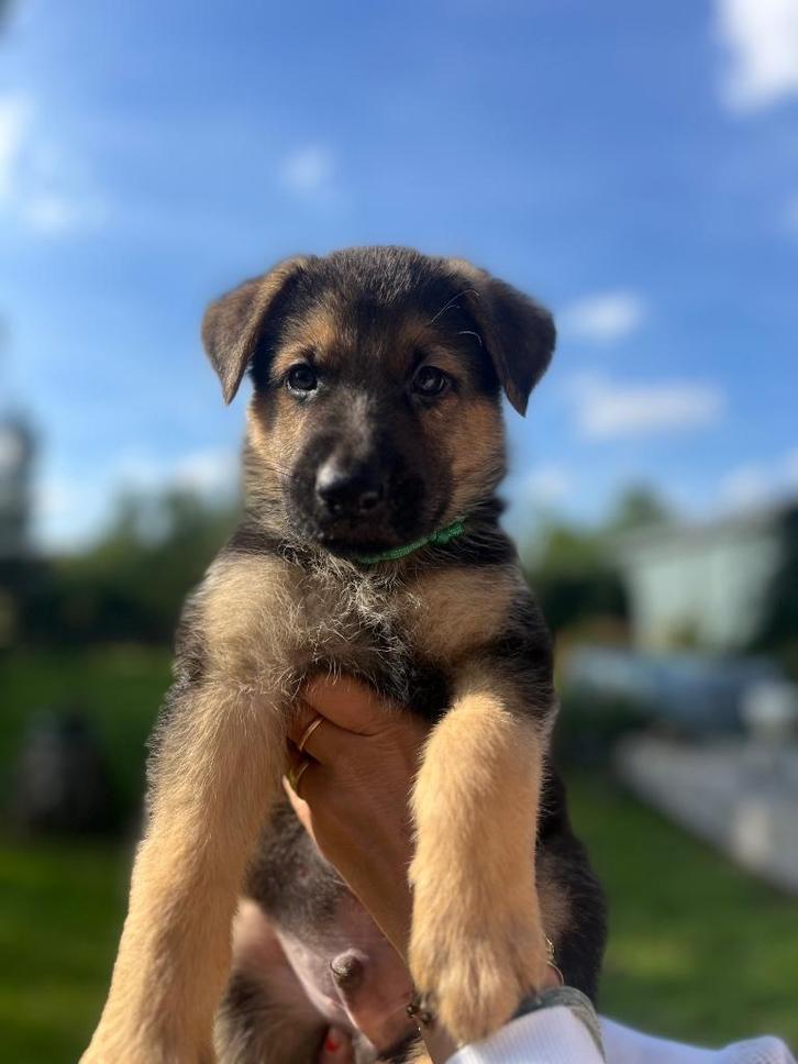 Duitse herder rechte rug, Dieren en Toebehoren, Honden | Herdershonden en Veedrijvers, Reu, Herder, Particulier, Eén hond, Nederland