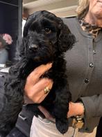 Labradoodle pup., Dieren en Toebehoren, 8 tot 15 weken, Eén hond, Nederland, Particulier
