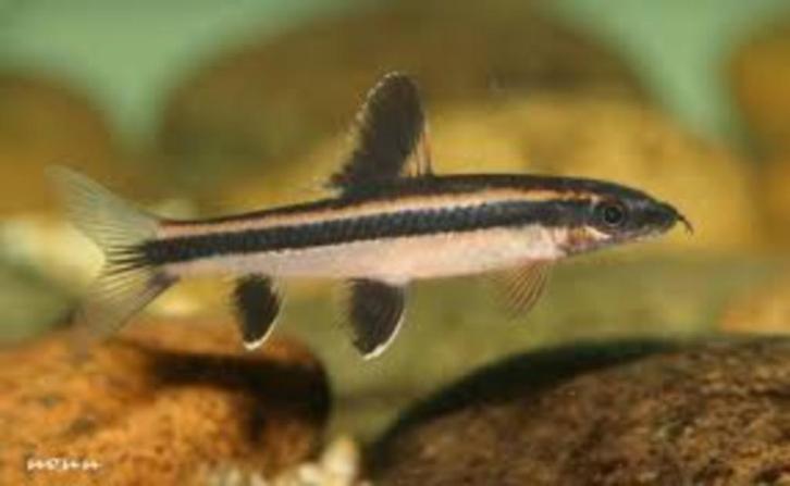 Epalzeorhynchos Kalopterus - Algeneter - Koidreams Valburg, Dieren en Toebehoren, Vissen | Aquariumvissen, Zoetwatervis, Vis