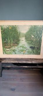 oude schoolplaat NAARDERMEER, Ophalen of Verzenden, Natuur en Biologie