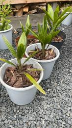 Palm, Ophalen, Bloeit niet, Overige soorten, Volle zon