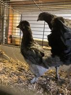 Zijdehoen x Ayamcemani kuiken, Dieren en Toebehoren, Pluimvee, Geslacht onbekend, Kip