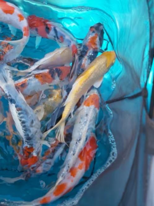 Koi Karpers gratis af te halen (verhuizing z.s.m.), Dieren en Toebehoren, Vissen | Vijvervissen, Karper of Koi
